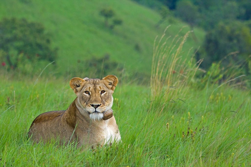 lion collar